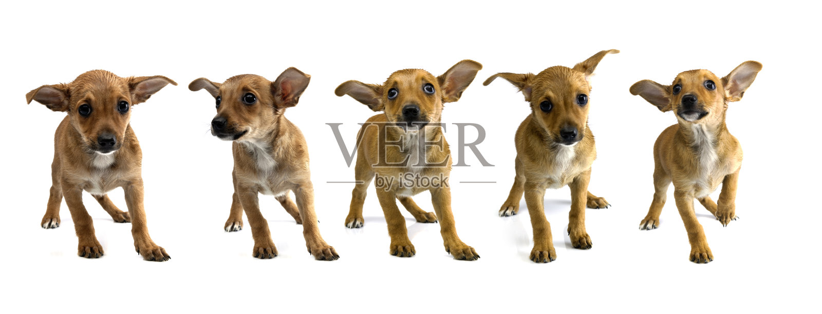 害羞的浅棕色吉娃娃在白色背景上照片摄影图片