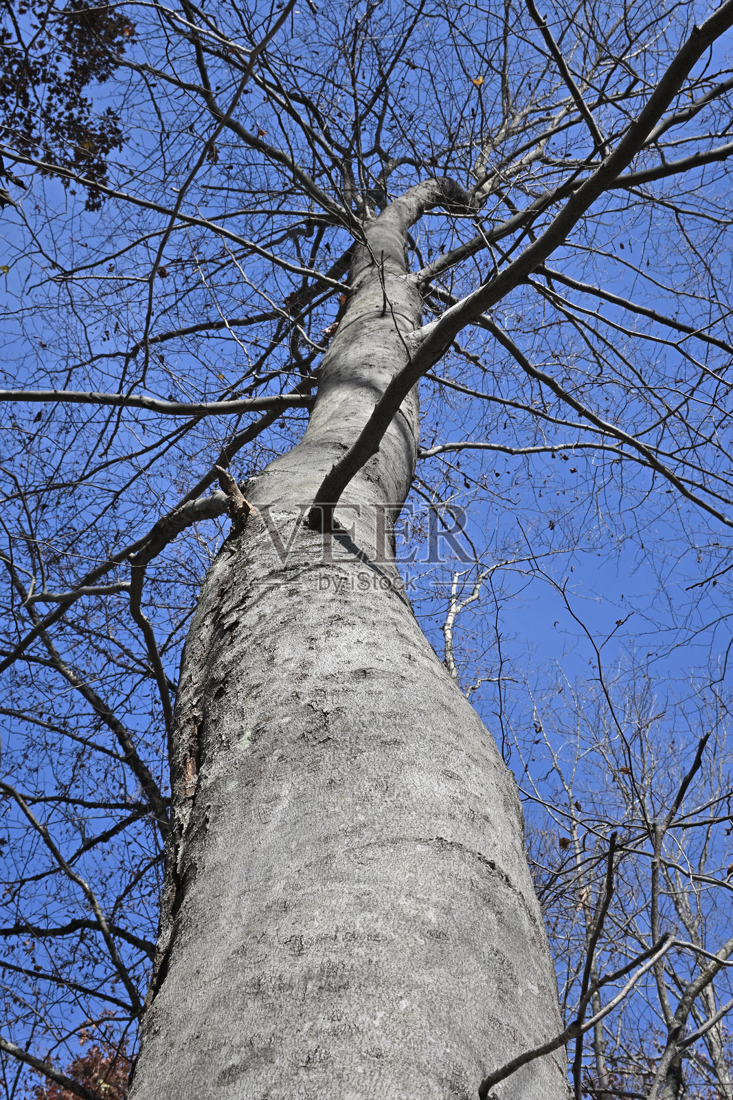 光秃的美洲山毛榉树照片摄影图片