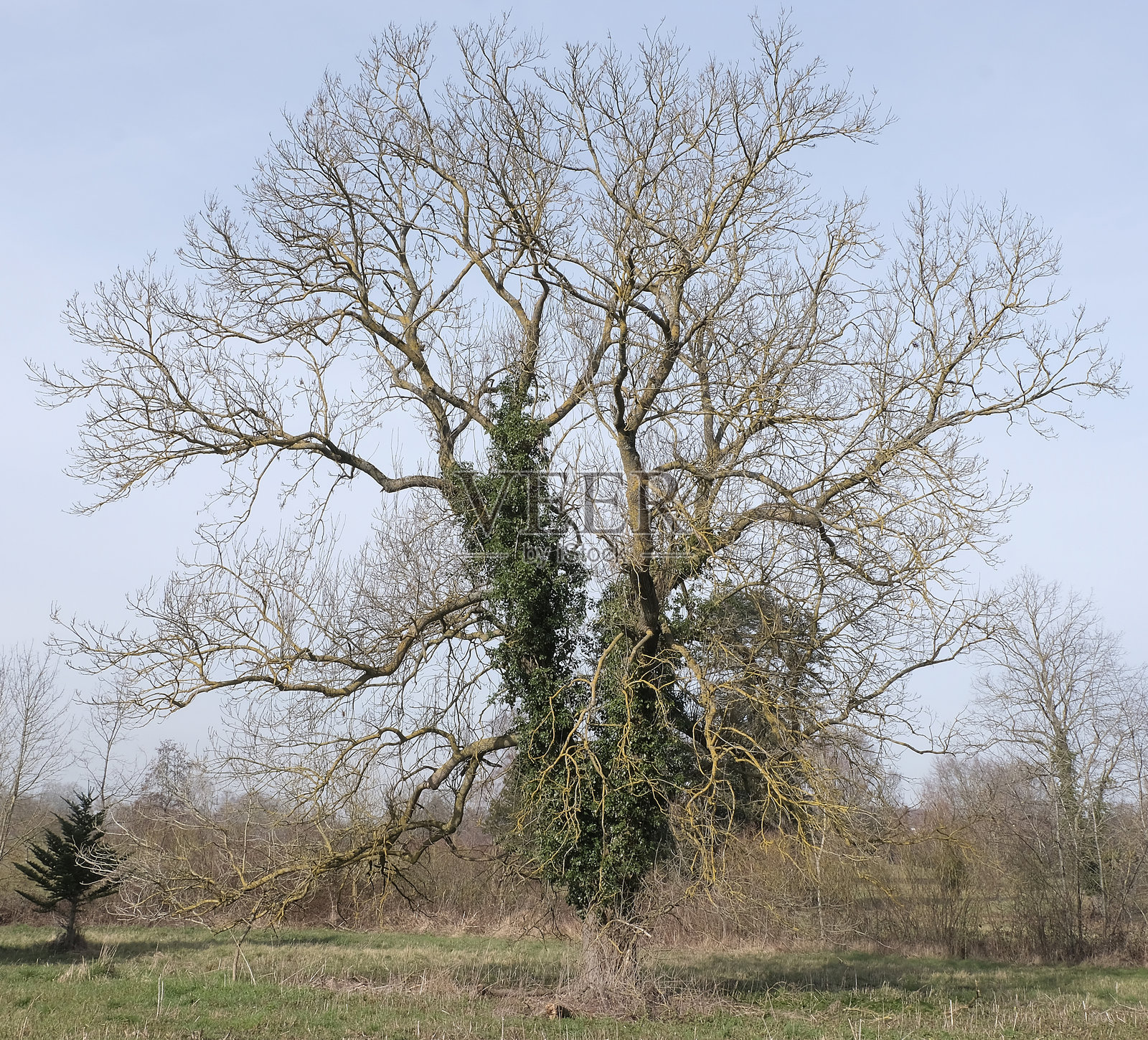 冬天的树木照片摄影图片