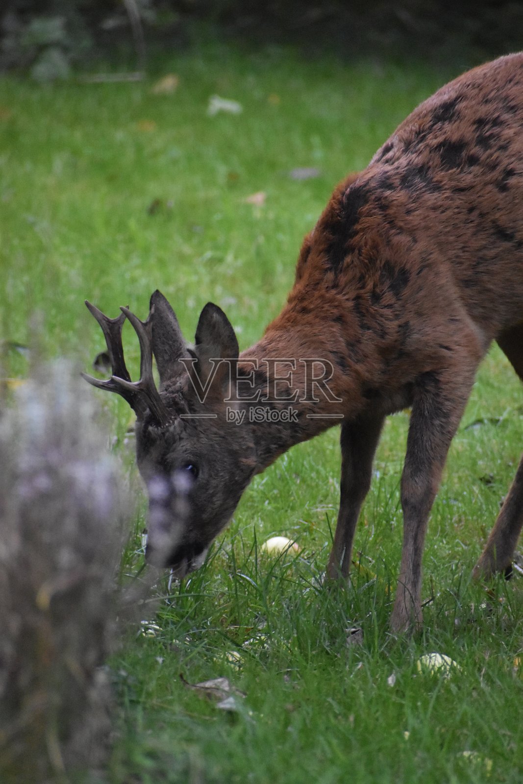 在薰衣草后面觅食的梅花鹿雄性。照片摄影图片