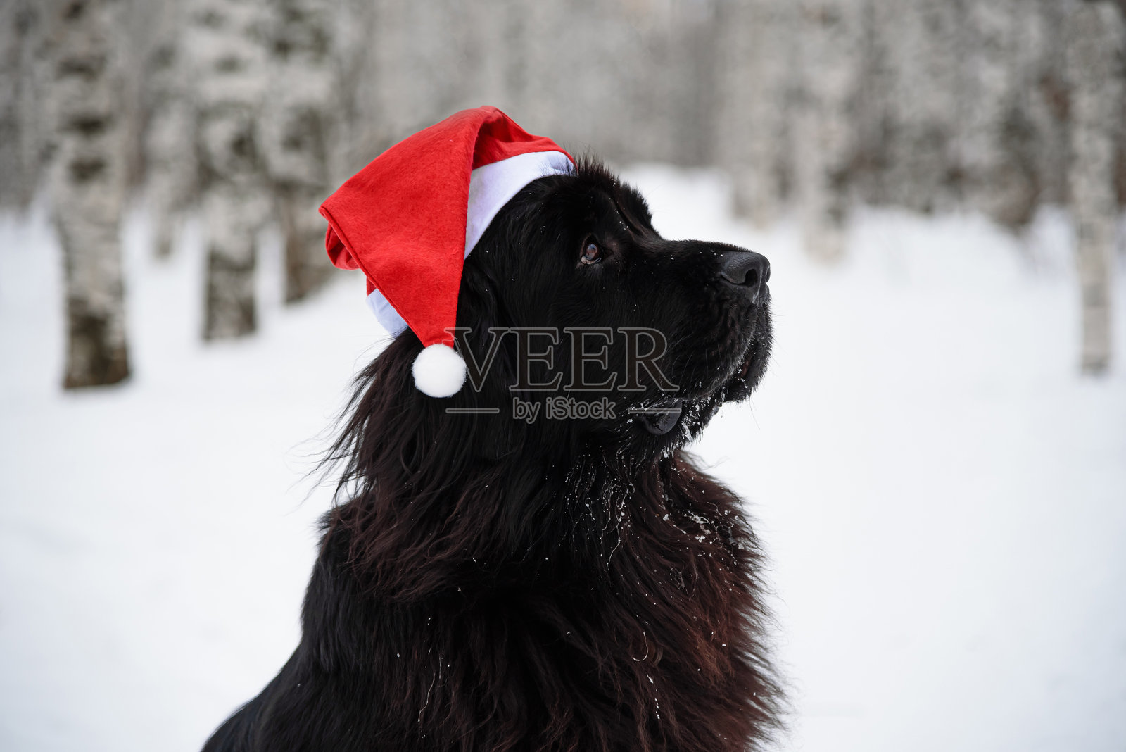 纽芬兰犬戴着红色圣诞帽照片摄影图片