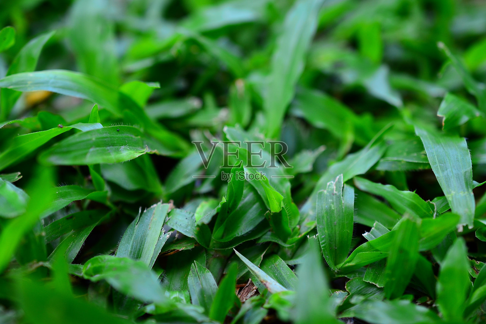 亚洲的自然风光照片摄影图片