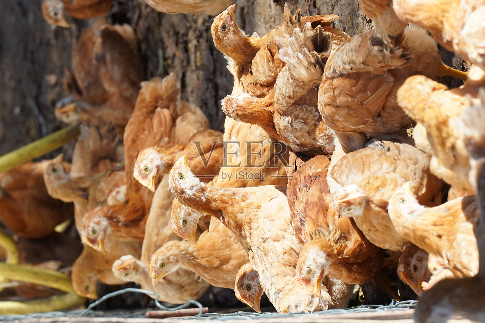 一群鸡挤在一个鸡舍里。照片摄影图片