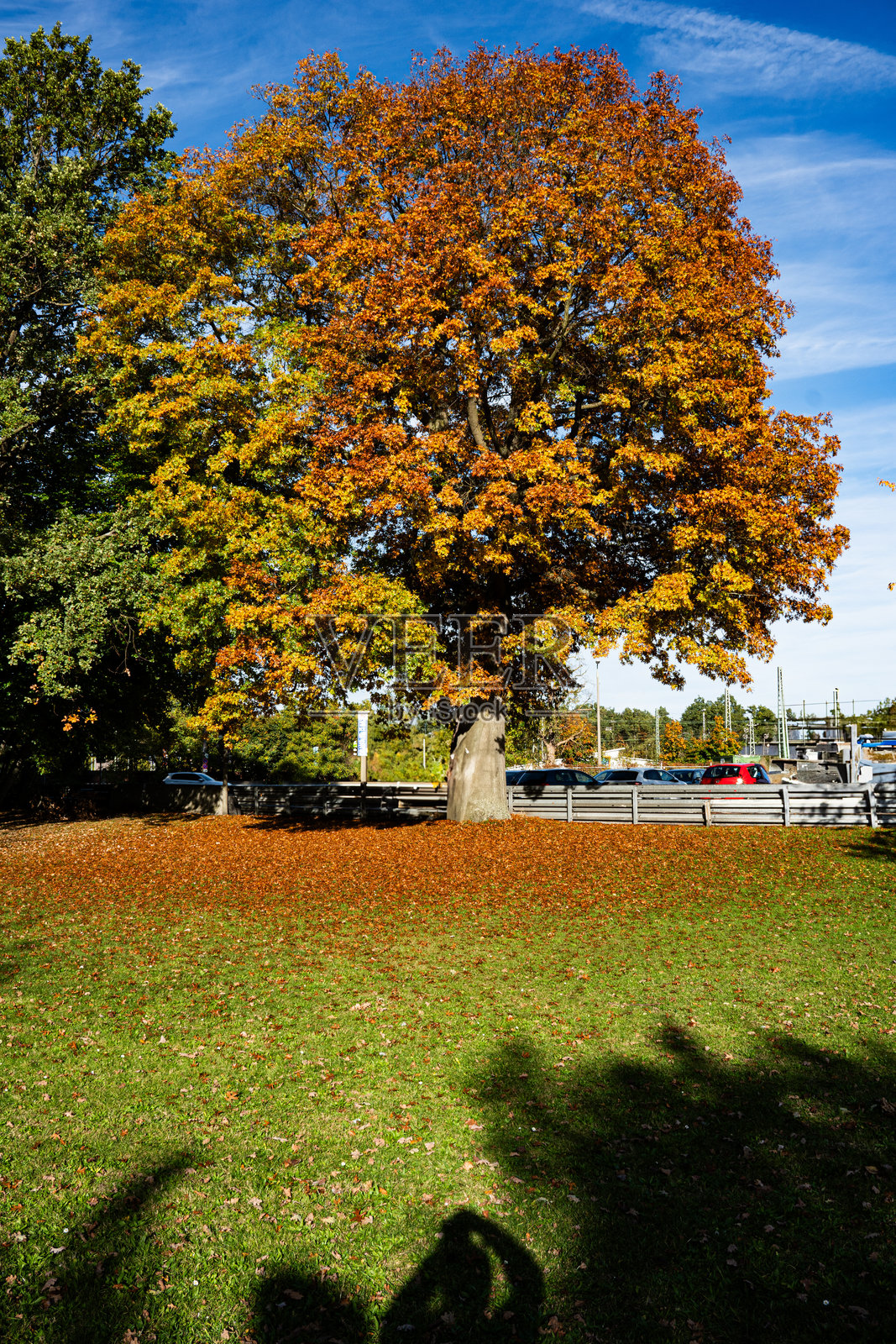 公园照片摄影图片