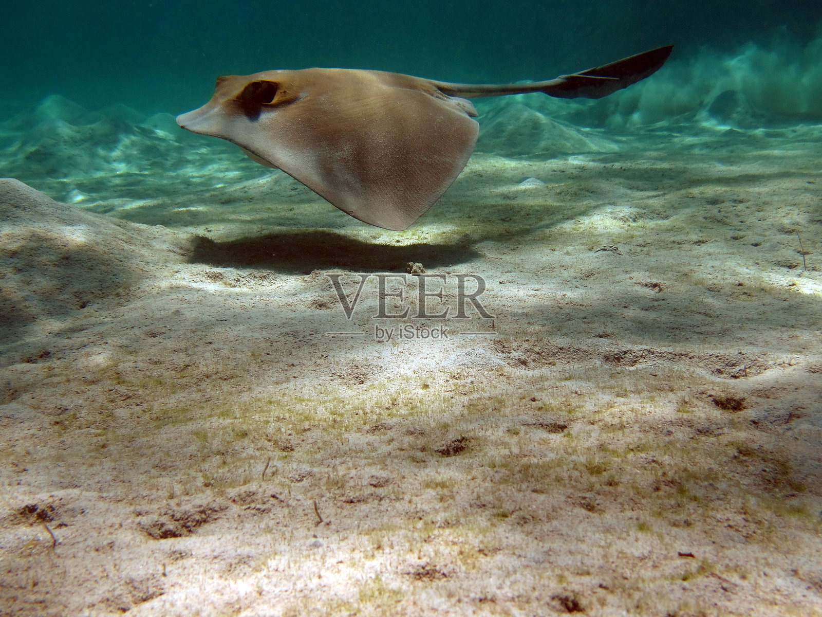 红海珊瑚礁上的美丽鱼类。照片摄影图片