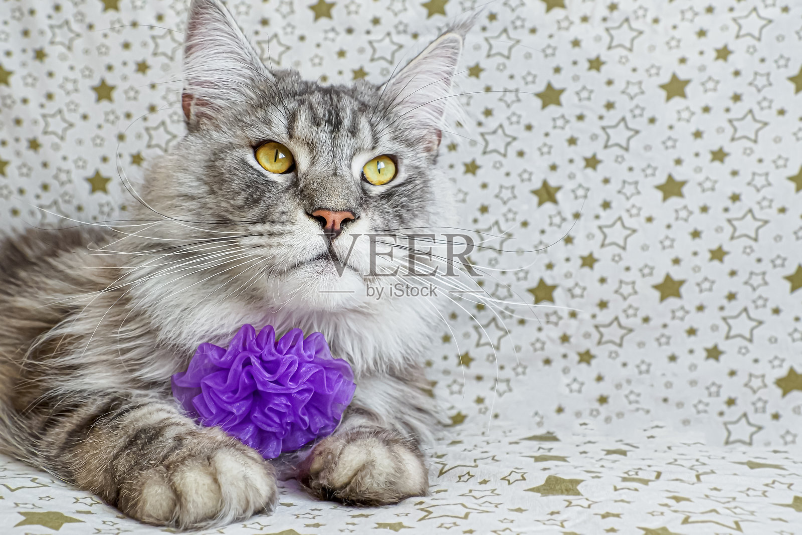 猫。缅因猫。宠物。可爱迷人的纯种猫肖像。照片摄影图片