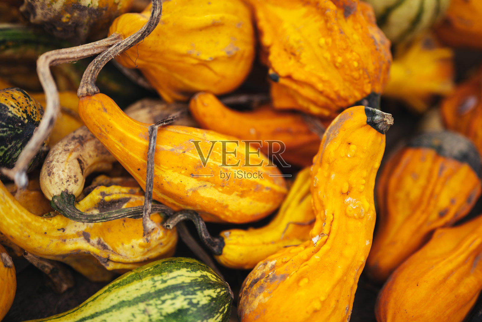 迷你南瓜戈尔德南瓜 - 小巧不规则的橙色、白色和绿色南瓜。万圣节的南瓜蔬菜照片摄影图片