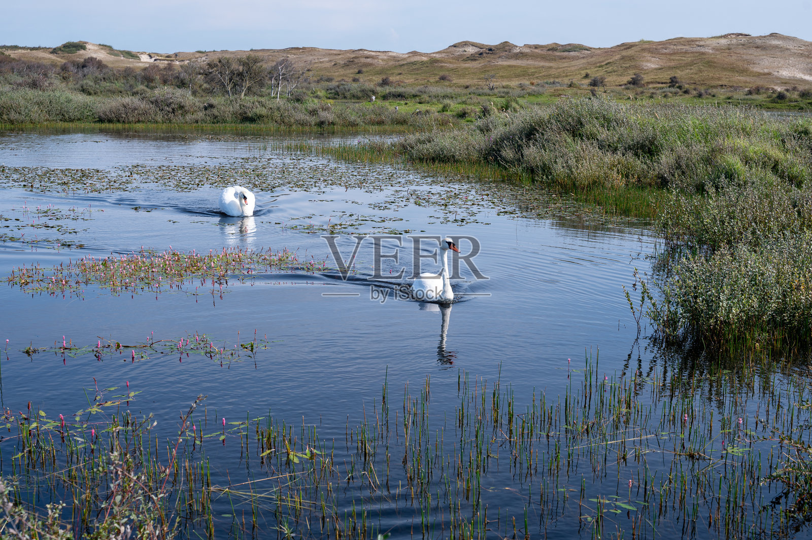 一只天鹅在小湖的水中照片摄影图片