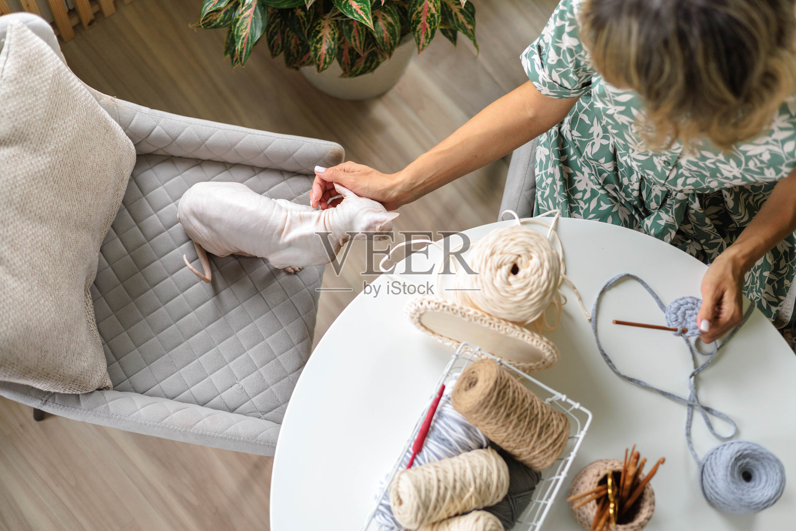 年轻漂亮的女孩穿着裙子坐在圆形白色桌子旁，正在钩针编织。斯芬克斯猫。照片摄影图片