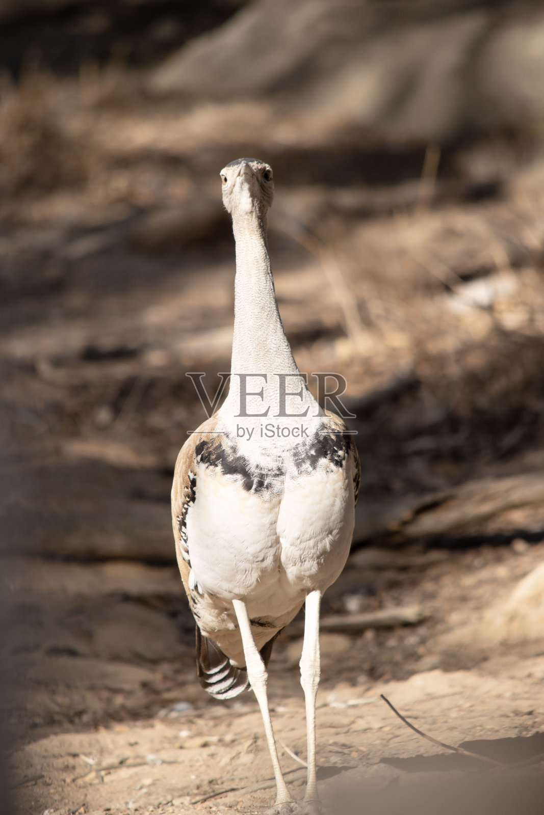 澳大利亚鸵鸟是一种高大的鸟。照片摄影图片