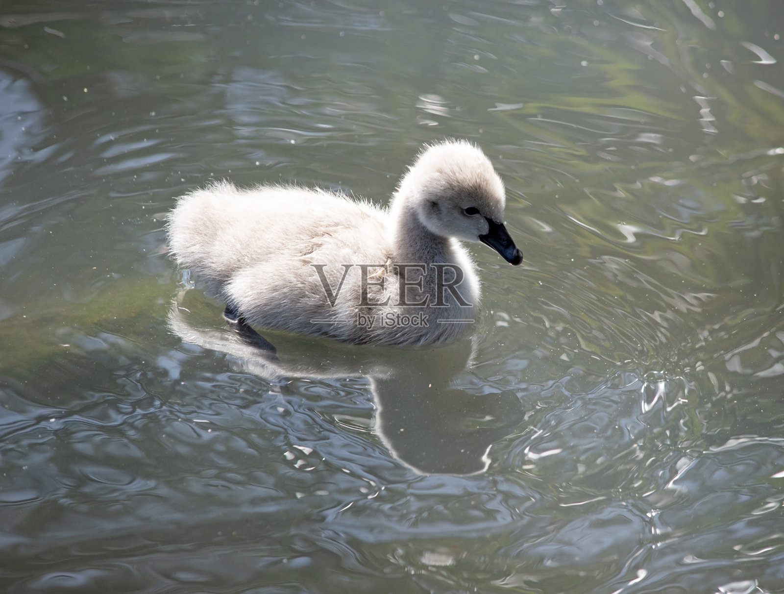 这是一个小天鹅的特写镜头。照片摄影图片