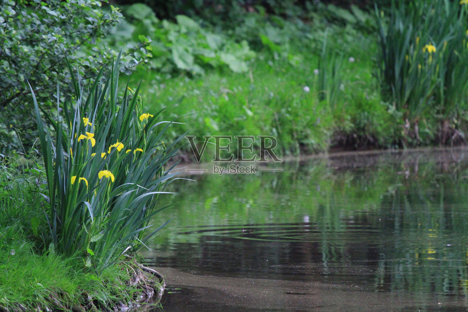 宁静池塘旁的黄色鸢尾花照片摄影图片
