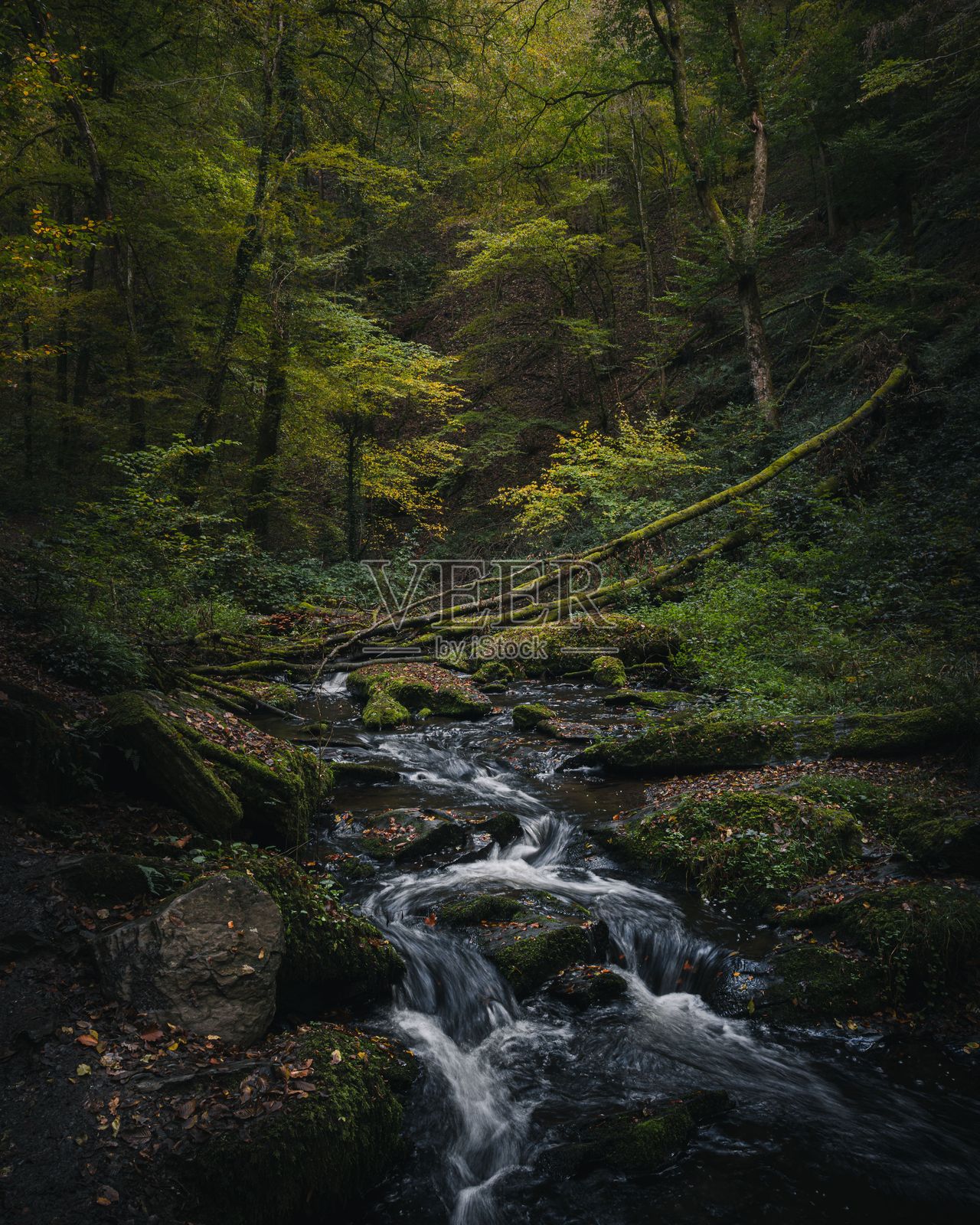 宁静的森林溪流在郁郁葱葱的林地中照片摄影图片