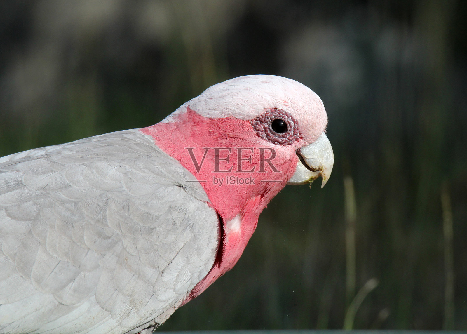 粉红色和灰色的加拉鹦鹉特写侧面图照片摄影图片