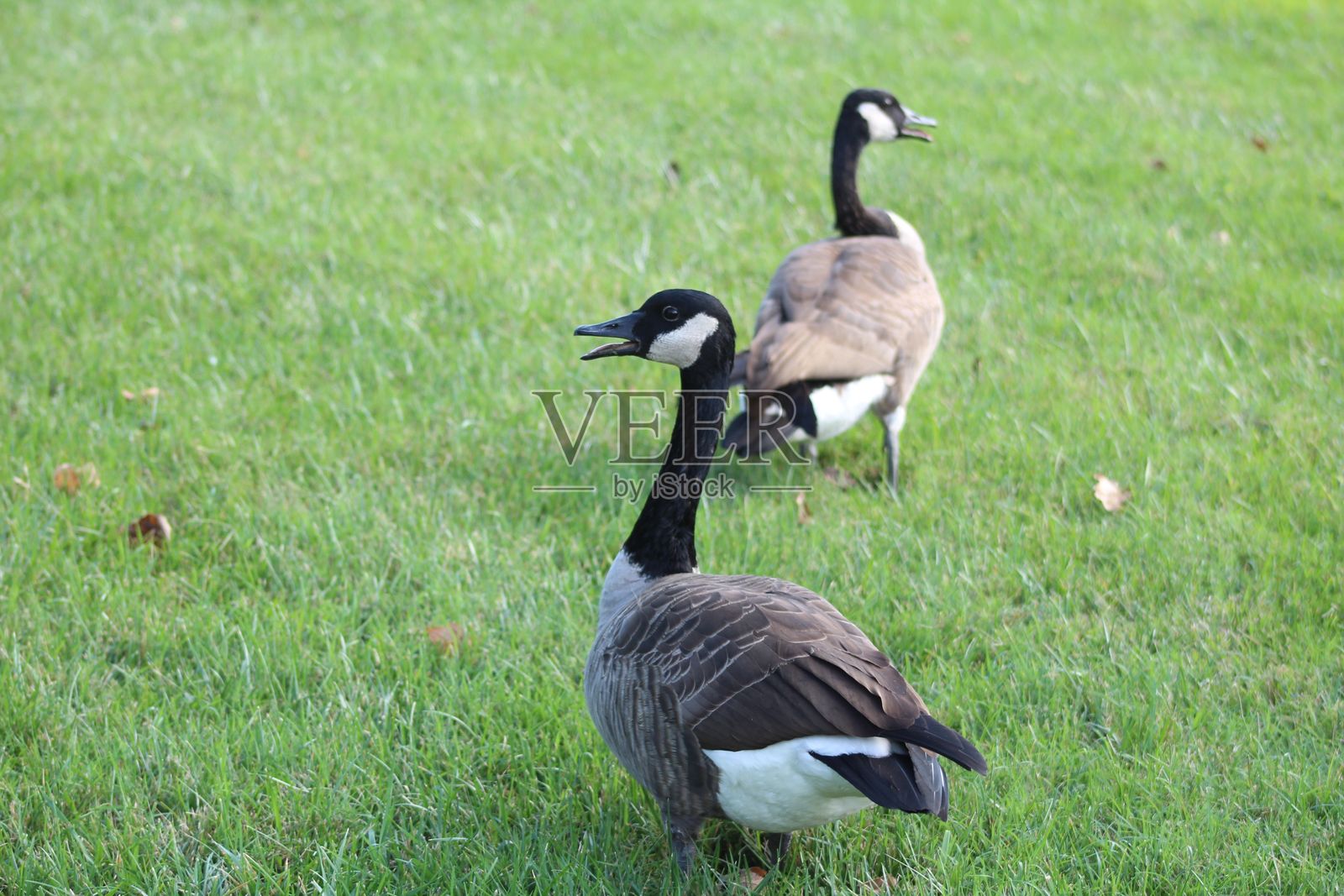 加拿大鹅在草地上。照片摄影图片