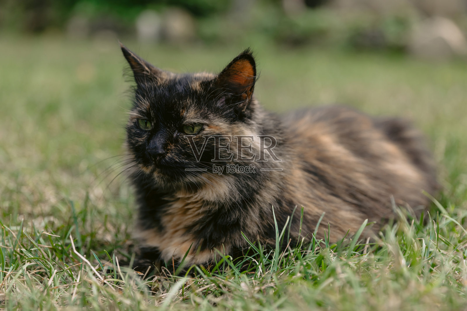 家猫躺在后院花园的草坪上。毛茸茸的猫在户外。照片摄影图片