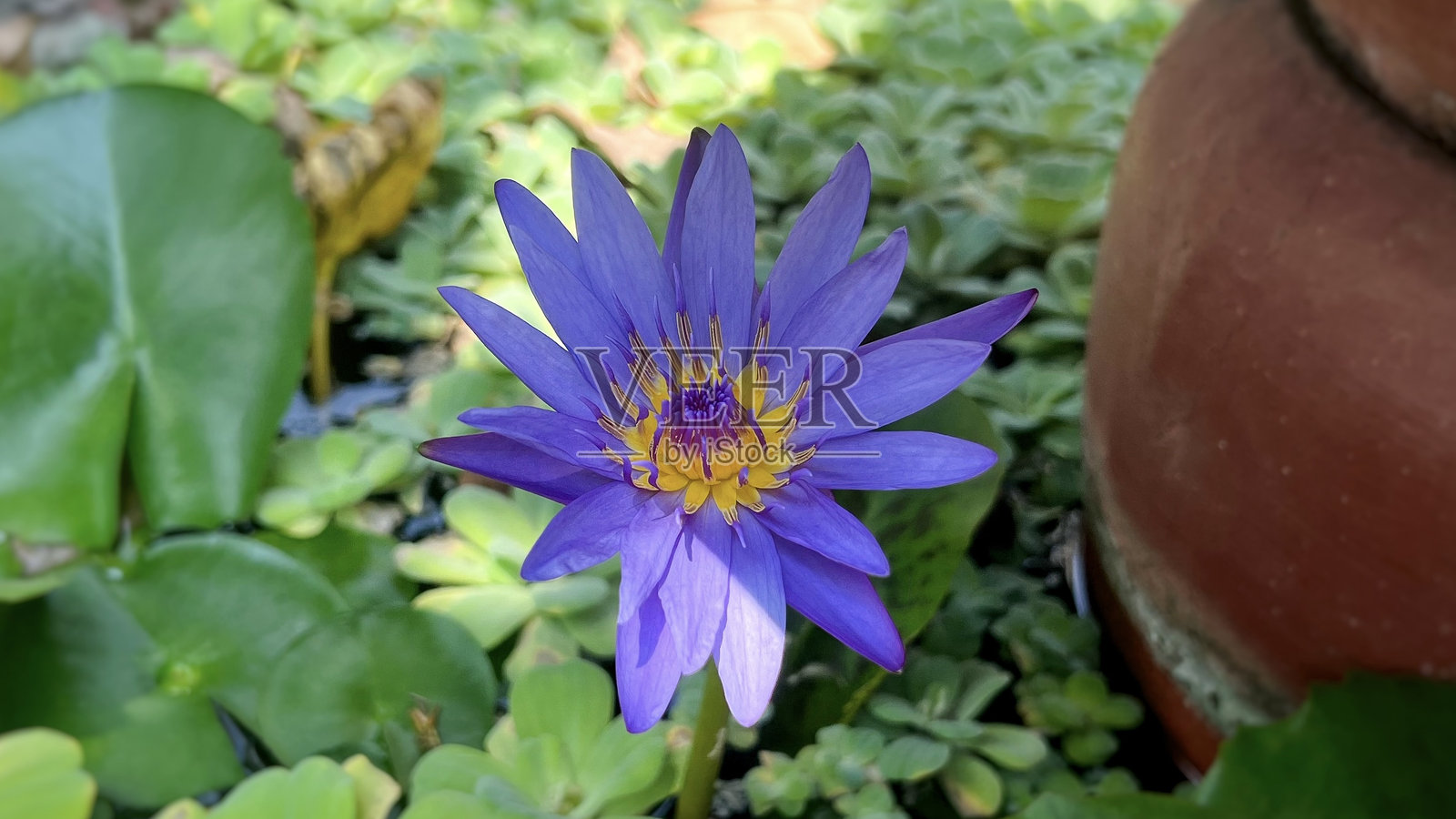 紫色莲花照片摄影图片