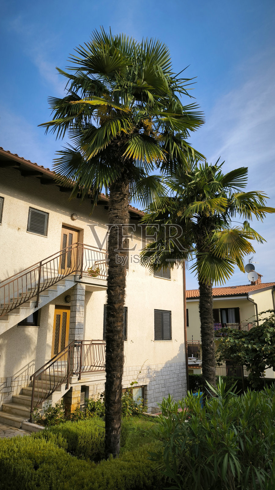 高大的棕榈树在阳光下生长照片摄影图片