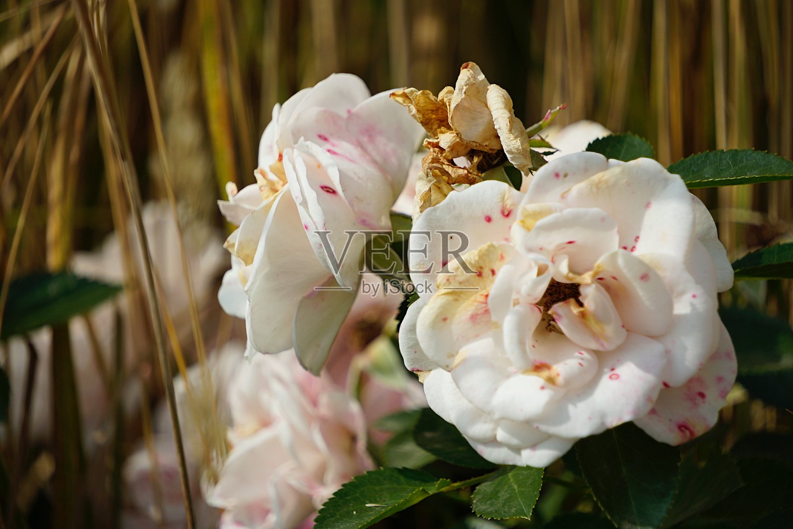 鲜花，明亮的花朵，花海，灌木，夏天，自然，盛开的花朵，草地照片摄影图片