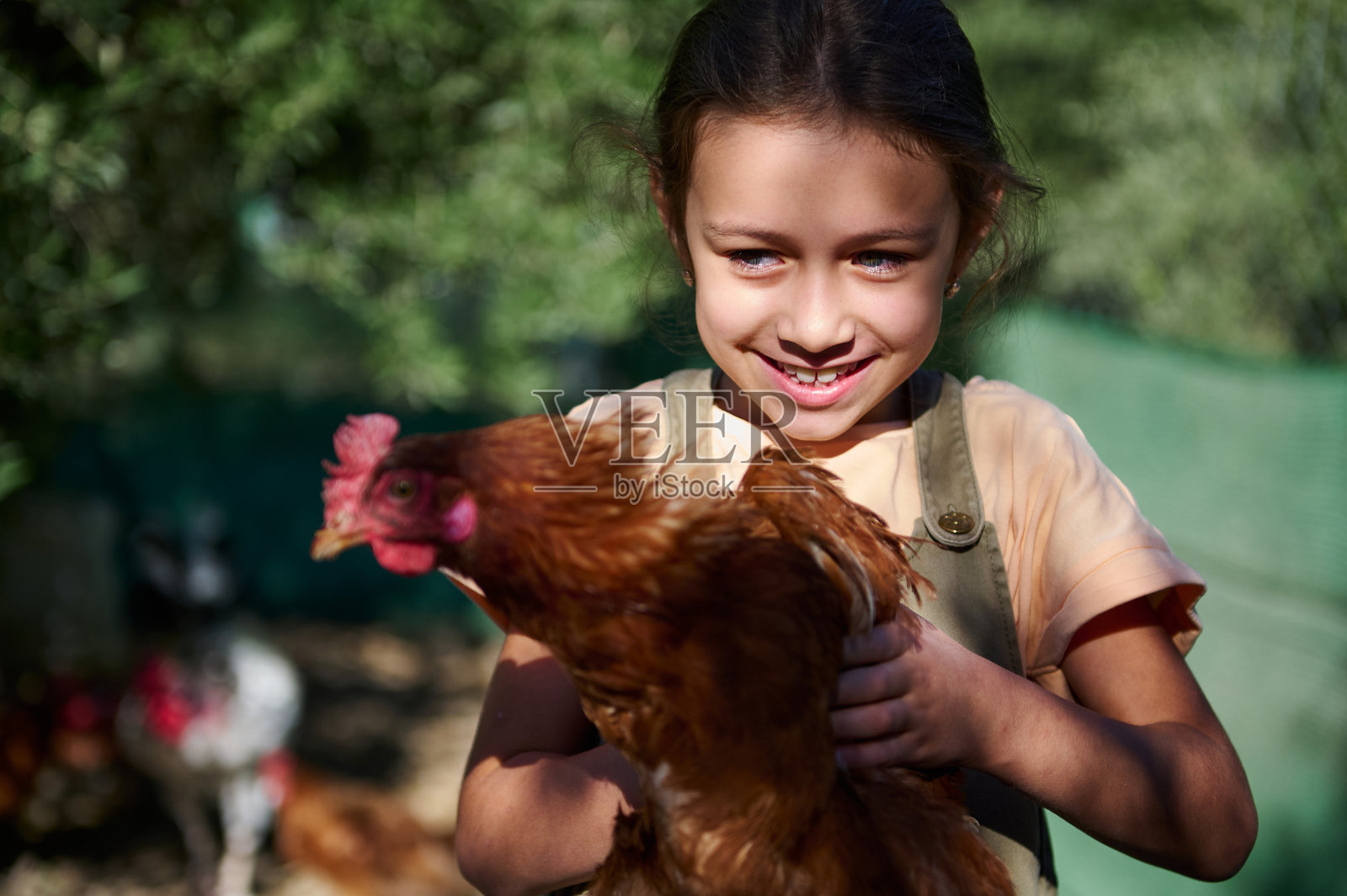 阳光下，年轻女孩面带愉悦表情，手里抱着一只鸡。照片摄影图片