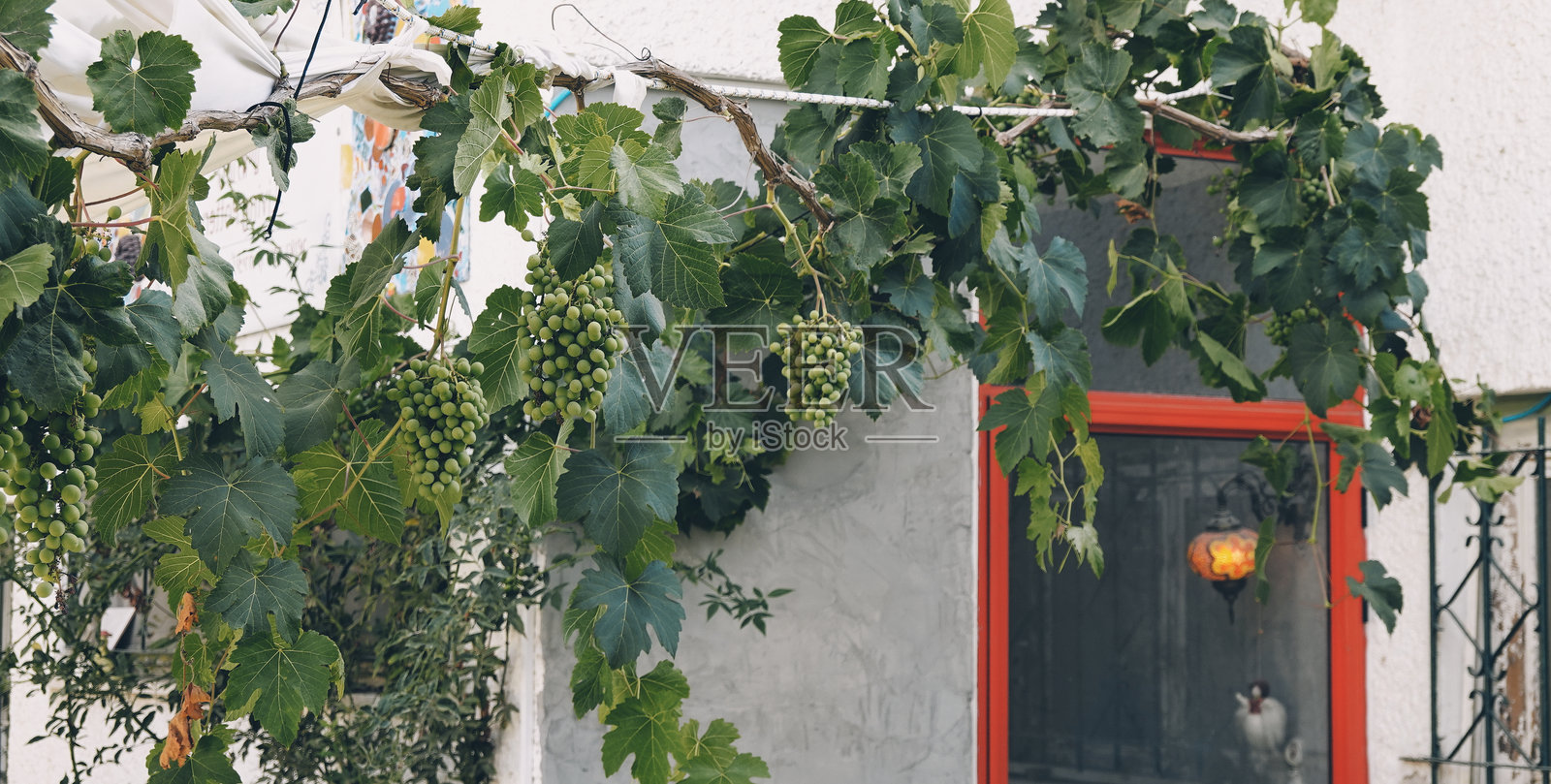 葡萄藤在户外优雅地悬挂，绿叶夏日色彩丰富照片摄影图片