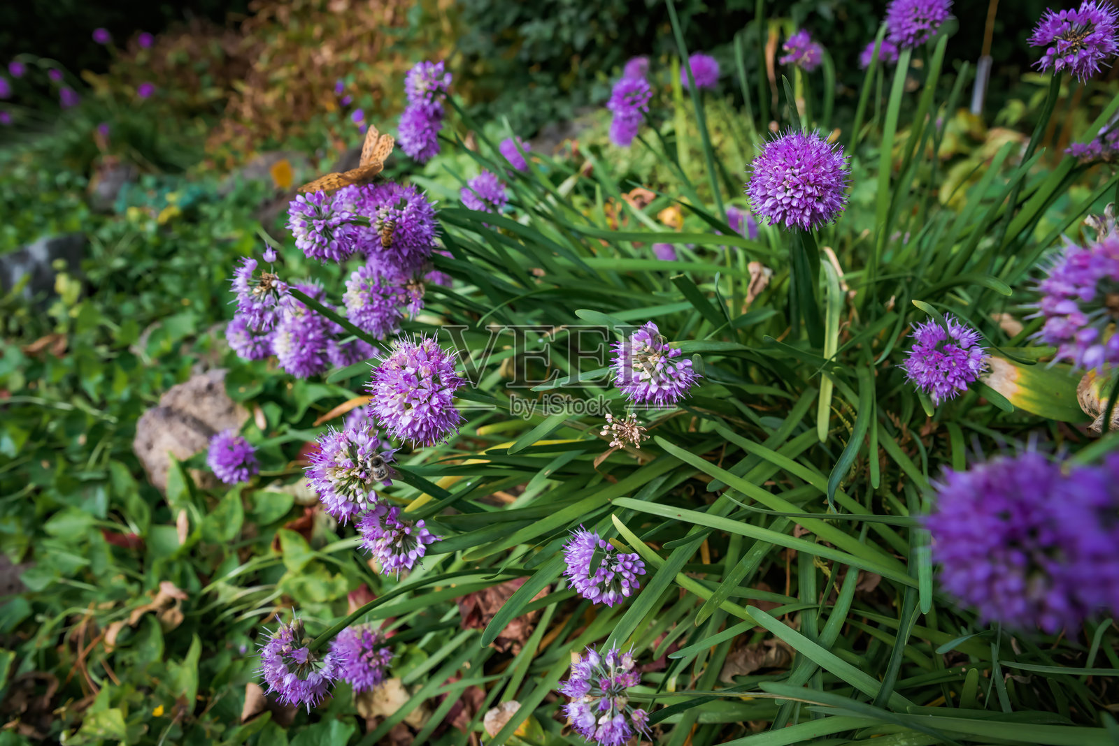 德国大蒜或山蒜（Allium senescens）照片摄影图片