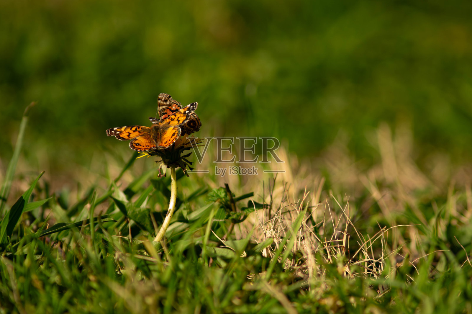 蝴蝶共享栖息处照片摄影图片
