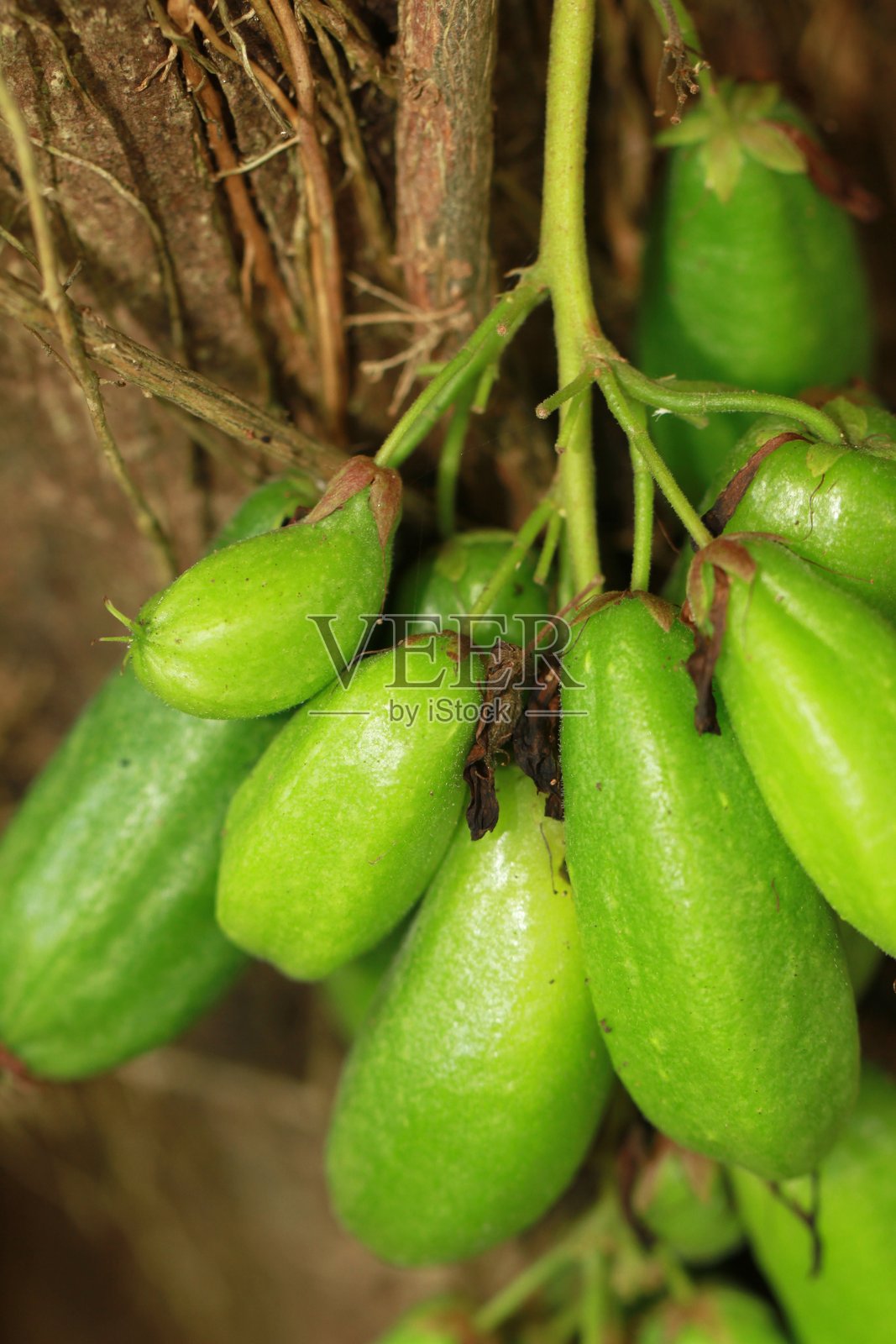 长满酸果的树木背景照片摄影图片