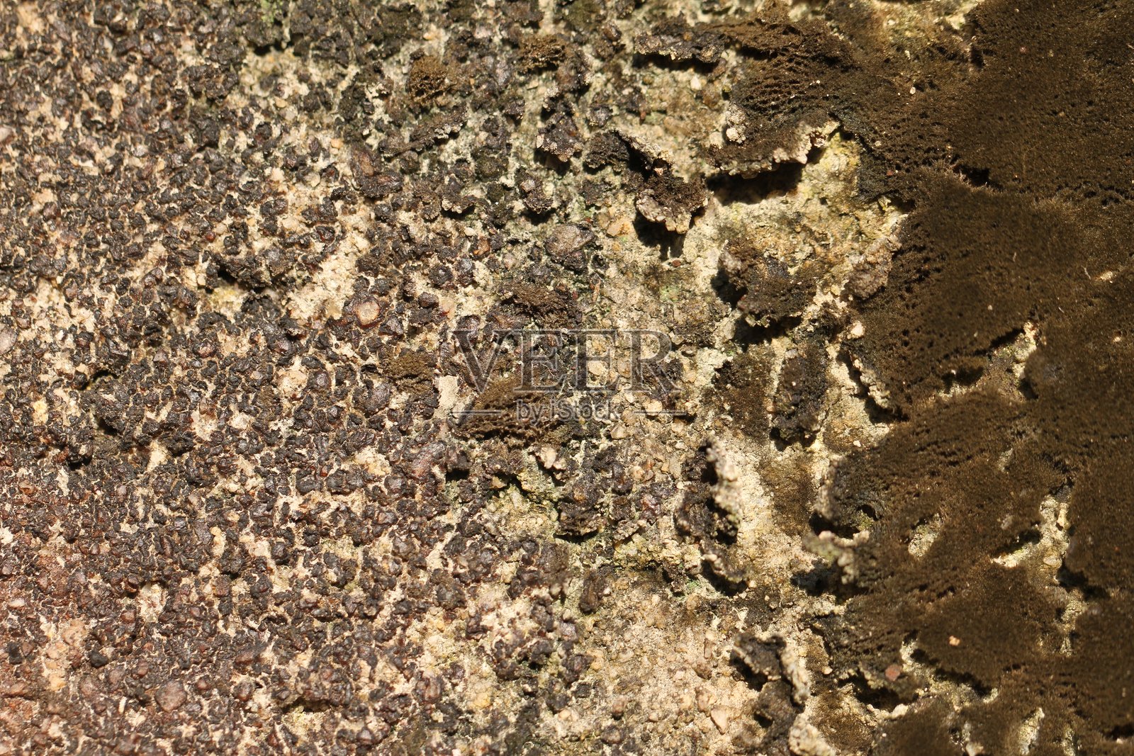 墙壁和树木上的蘑菇和苔藓自然背景照片摄影图片