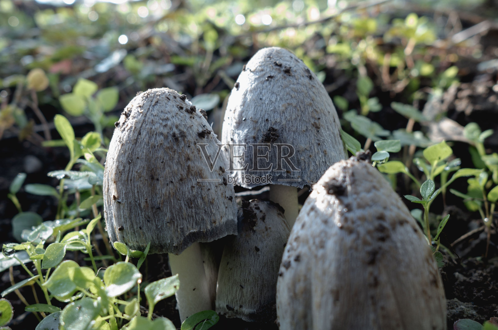 灵芝照片摄影图片