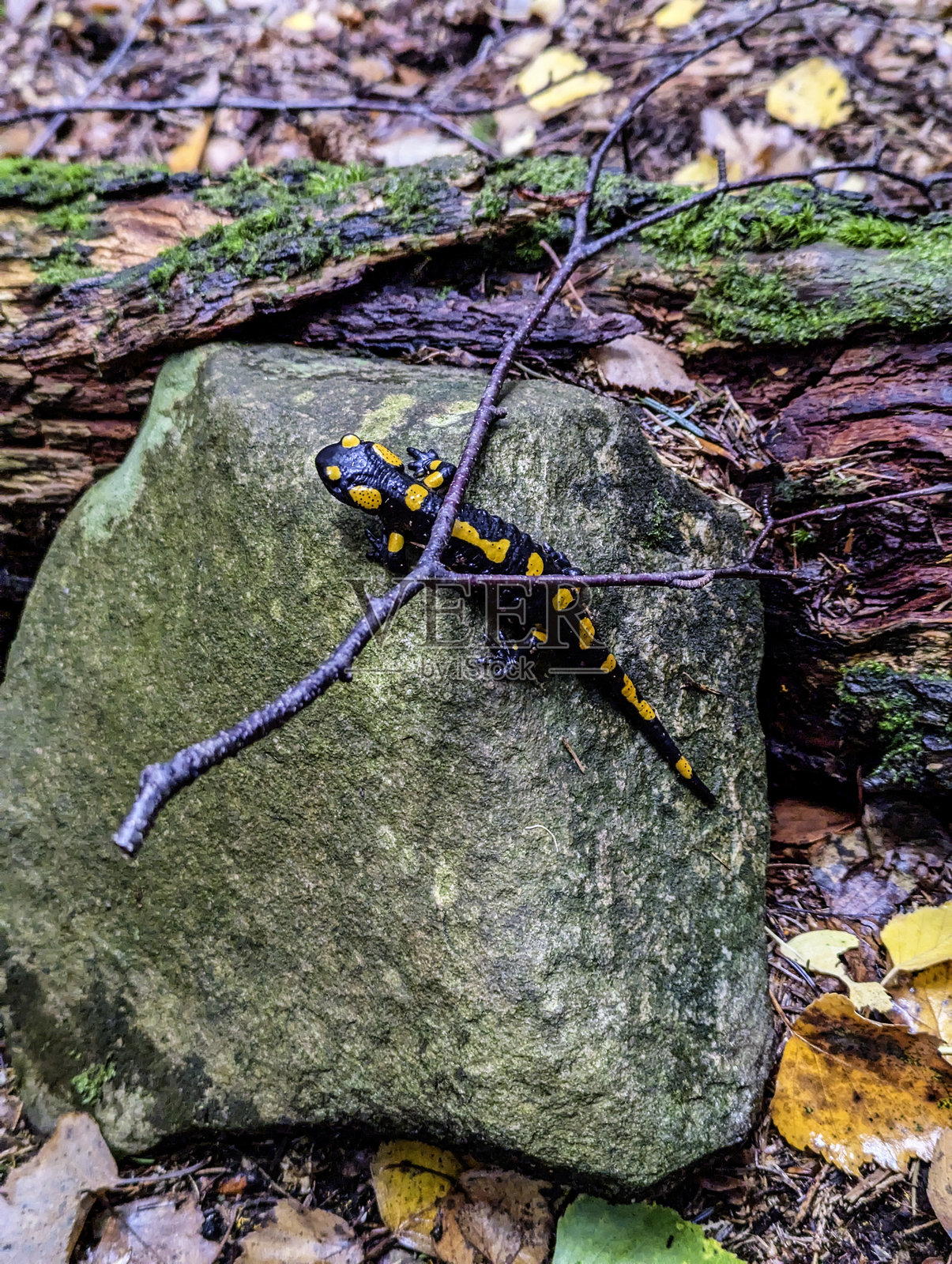 乌克兰特有的火蝾螈在森林郁郁葱葱的绿意中找到了一个宁静的栖息地。照片摄影图片