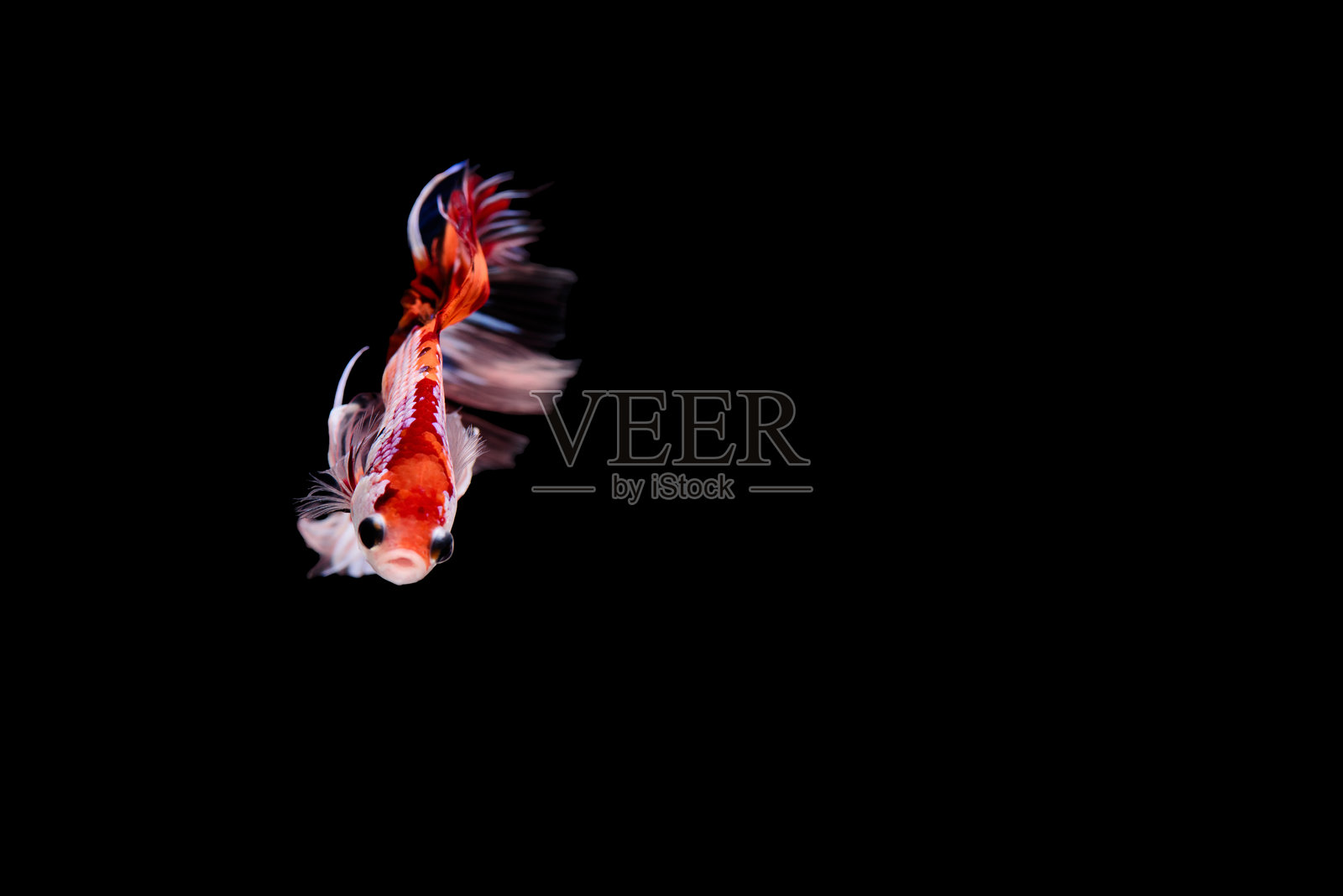 泰国斗鱼，水中的斗士。照片摄影图片