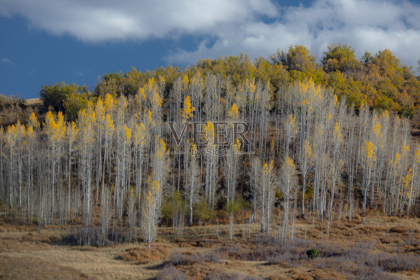 犹他州的秋天照片摄影图片
