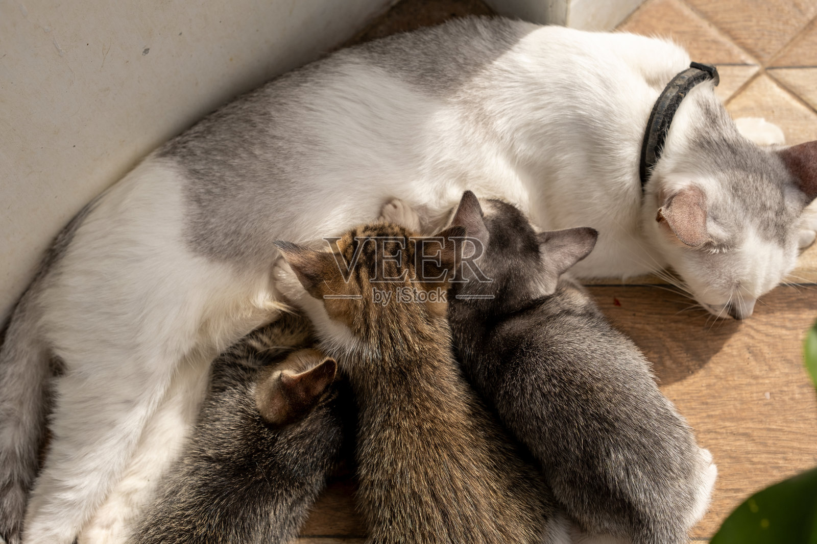 一只母猫安静地休息，幼崽们在她身边吃奶。这个场景展现了母爱的美好与亲密，体现了动物在宁静家庭环境中的关怀一面。照片摄影图片