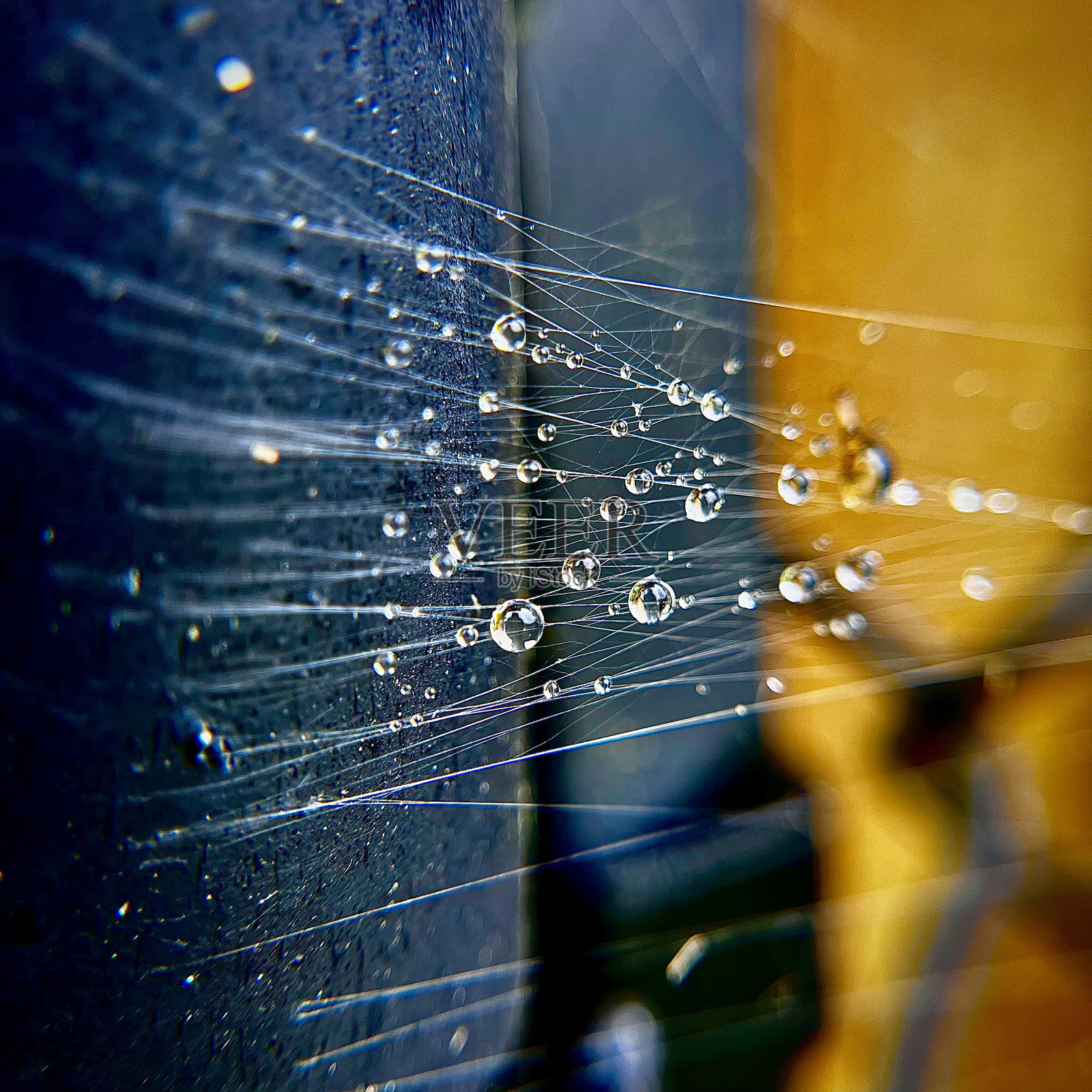 雨后蜘蛛网照片摄影图片