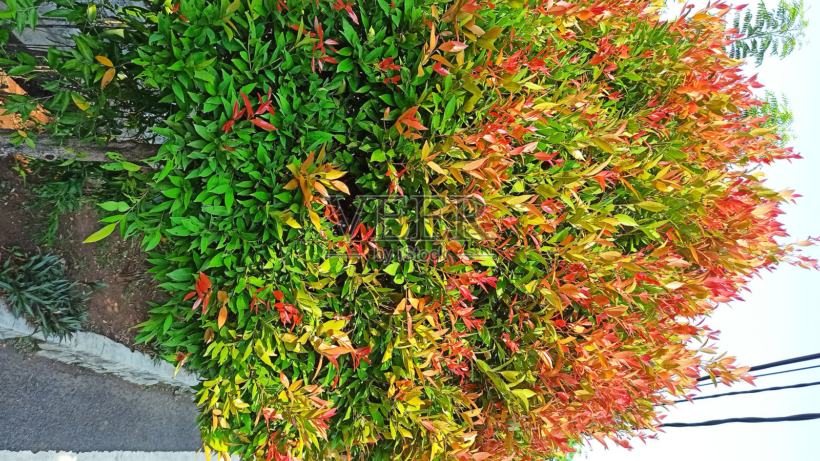 印度尼西亚公园里的五彩缤纷的树叶照片摄影图片