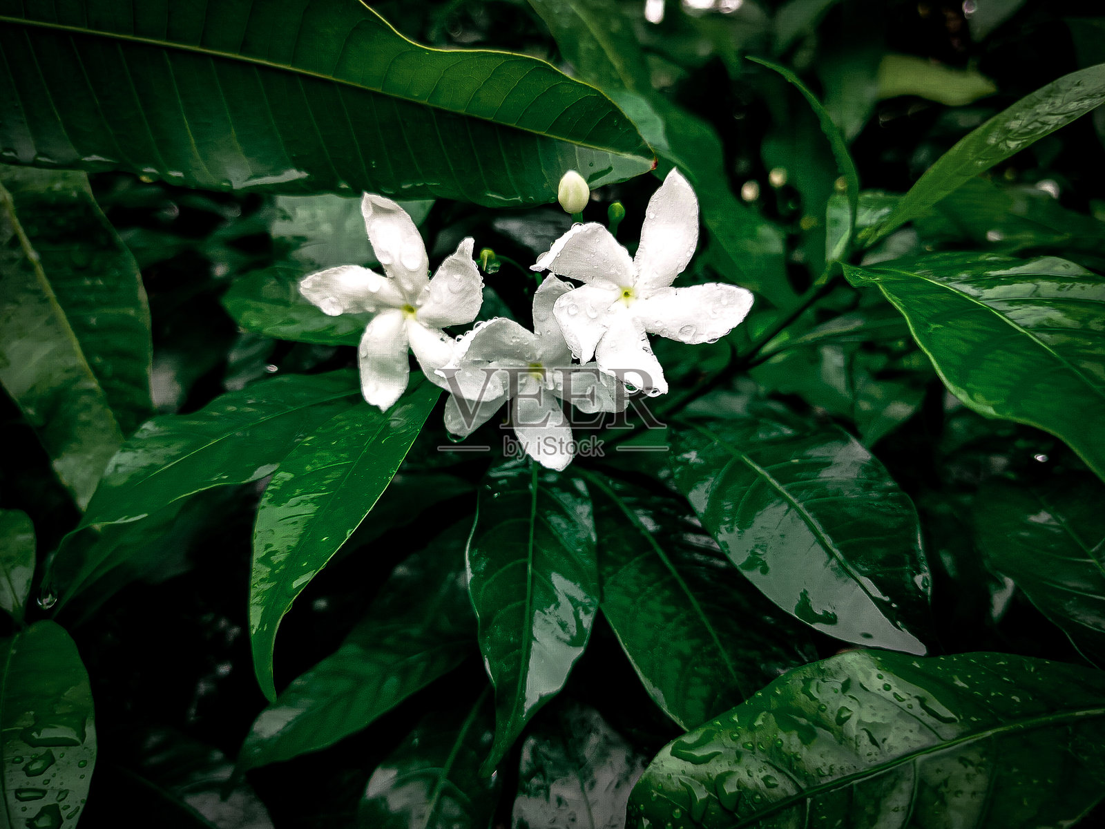 风车照片摄影图片