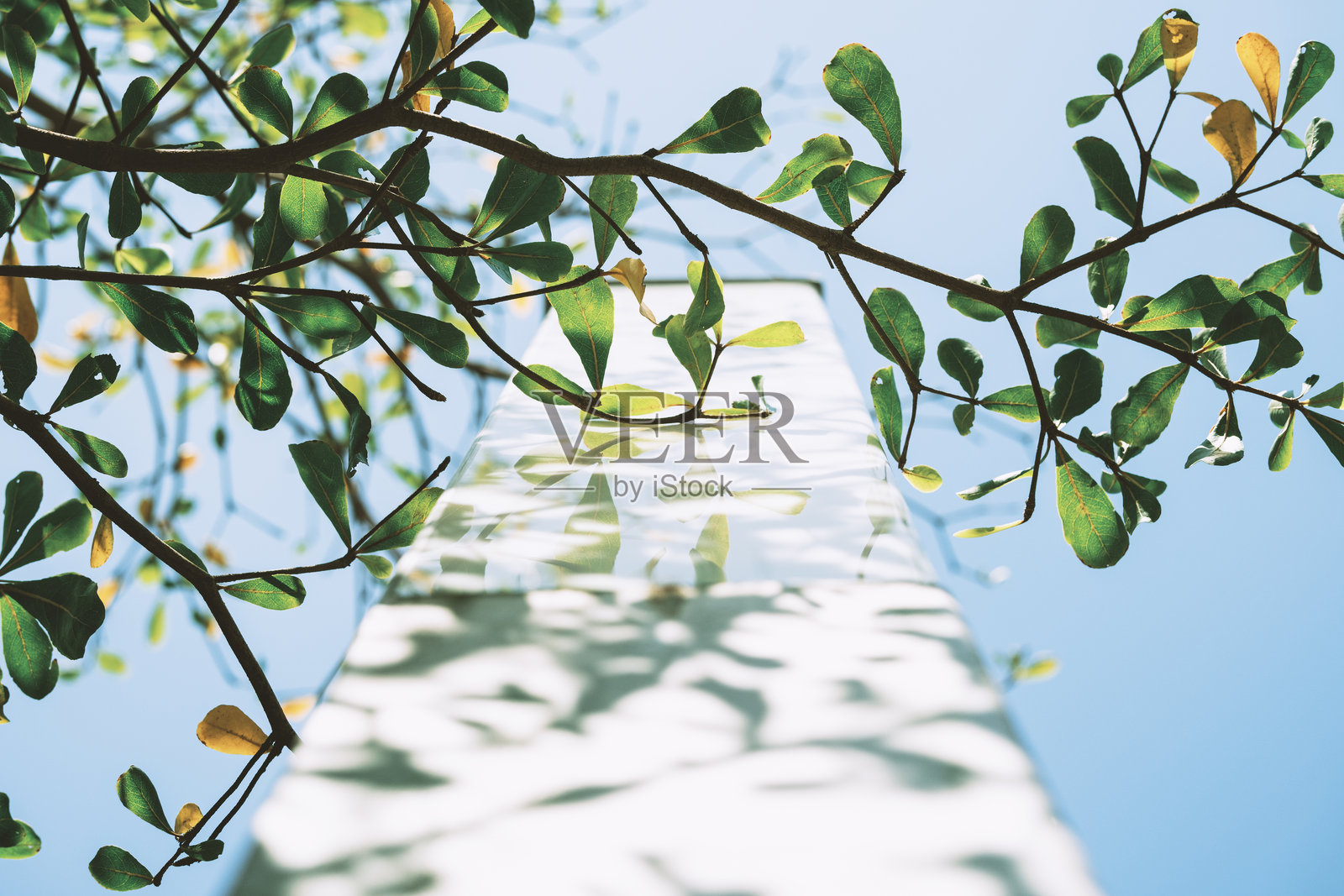 叶子照片摄影图片