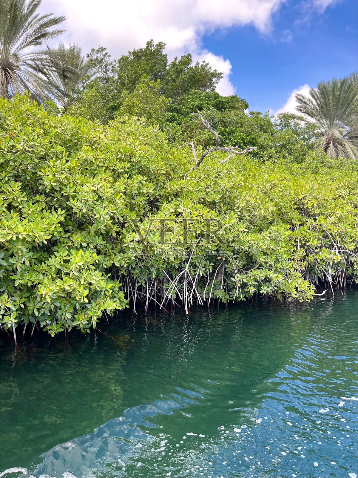 库拉索的西班牙水港口的红树林。照片摄影图片