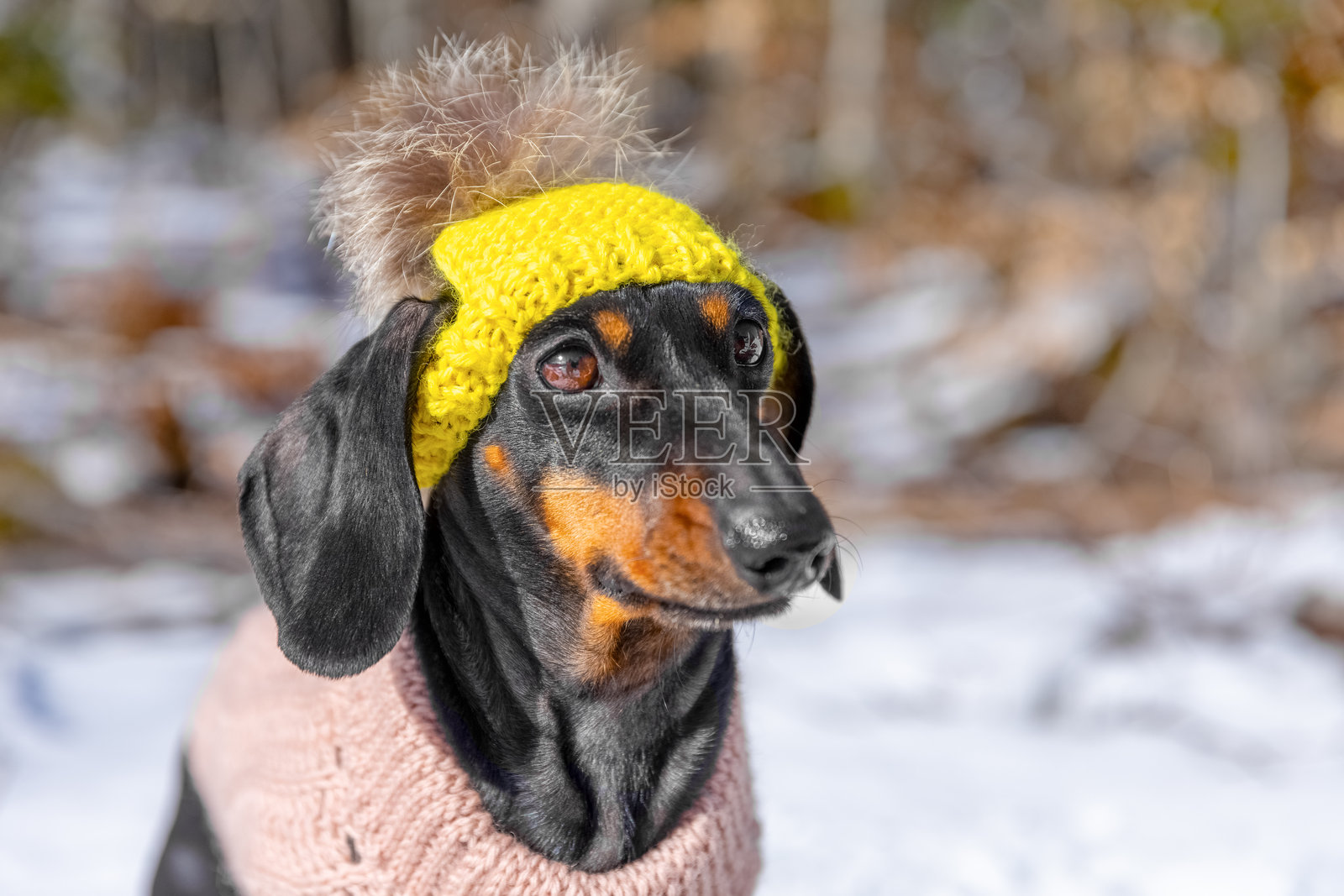 穿着温暖帽子和毛衣的腊肠犬在冬季户外享受时光照片摄影图片