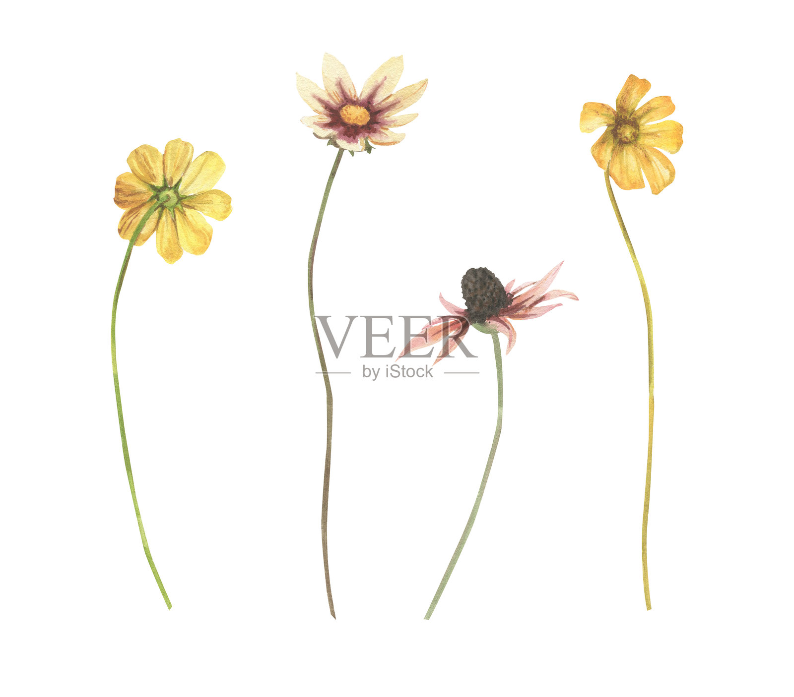 水彩画中的花卉和草药照片摄影图片