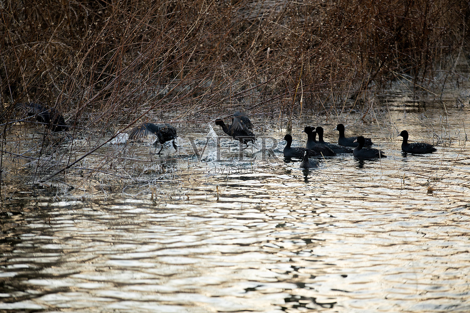 冬季风景照片摄影图片
