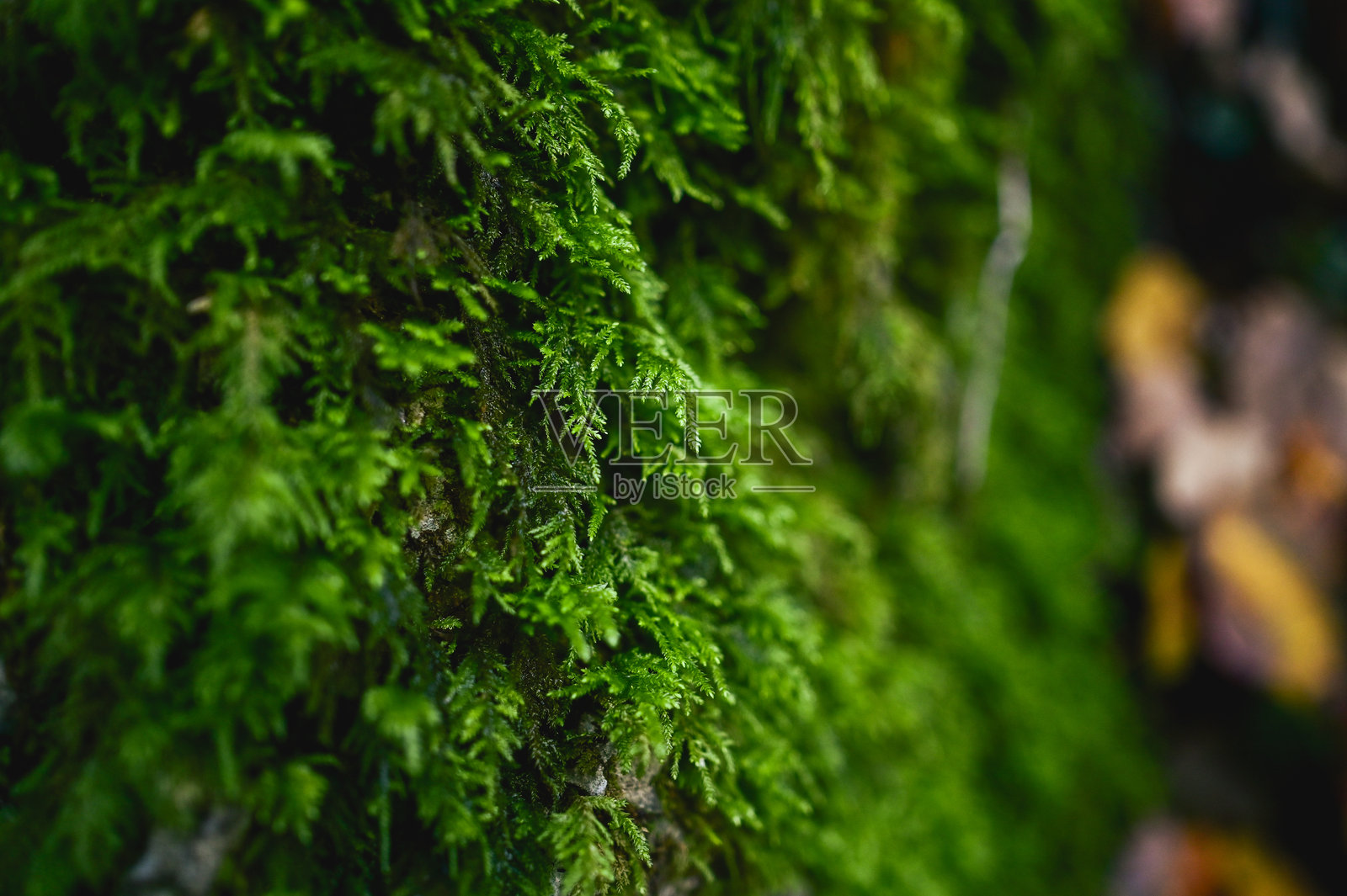 梦幻般的绿色苔藓特写。照片摄影图片