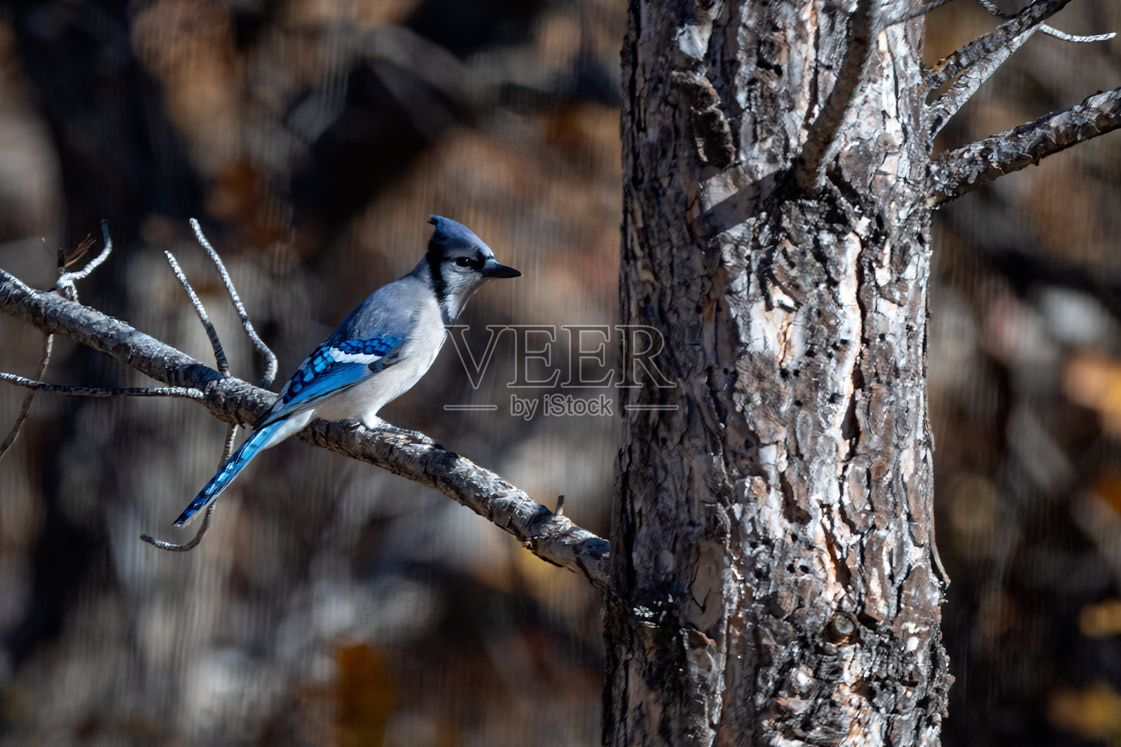 蓝松鸦栖息在美国科罗拉多州的松树枝上，北美照片摄影图片