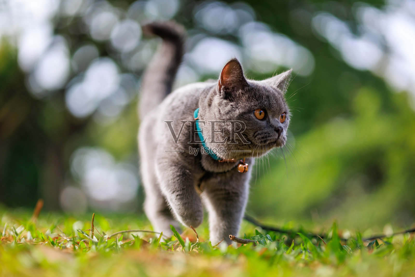 一只可爱的灰色猫咪在公园里静静稳稳地走着，侧身望向远方，背景是模糊的绿色自然景色。照片摄影图片