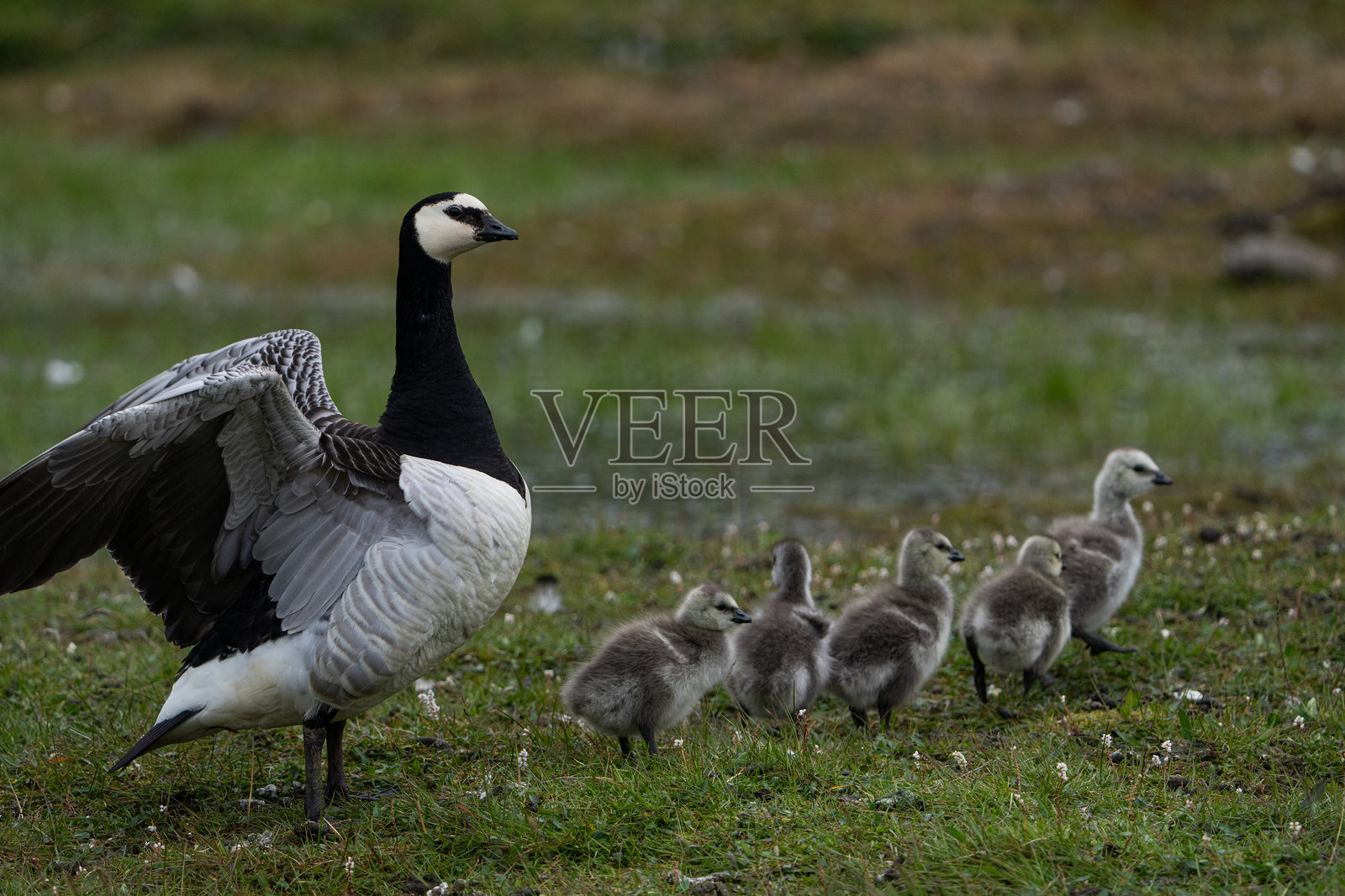 学习像妈妈一样走，藤壶鹅，斯瓦尔巴群岛照片摄影图片