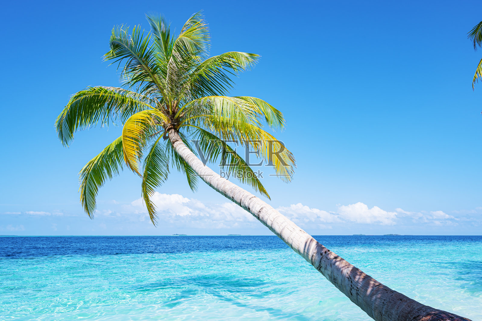 椰子树和热带碧蓝海洋，阳光明媚的蓝天背景照片摄影图片