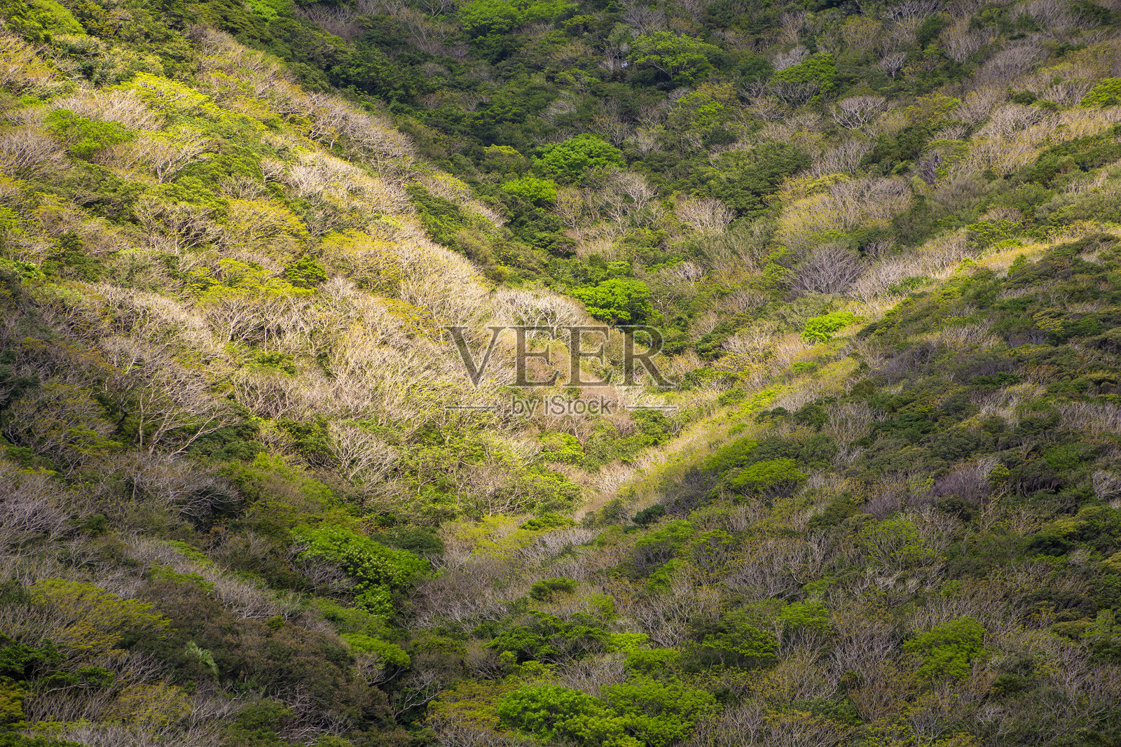 奄美大岛的清新绿山照片摄影图片