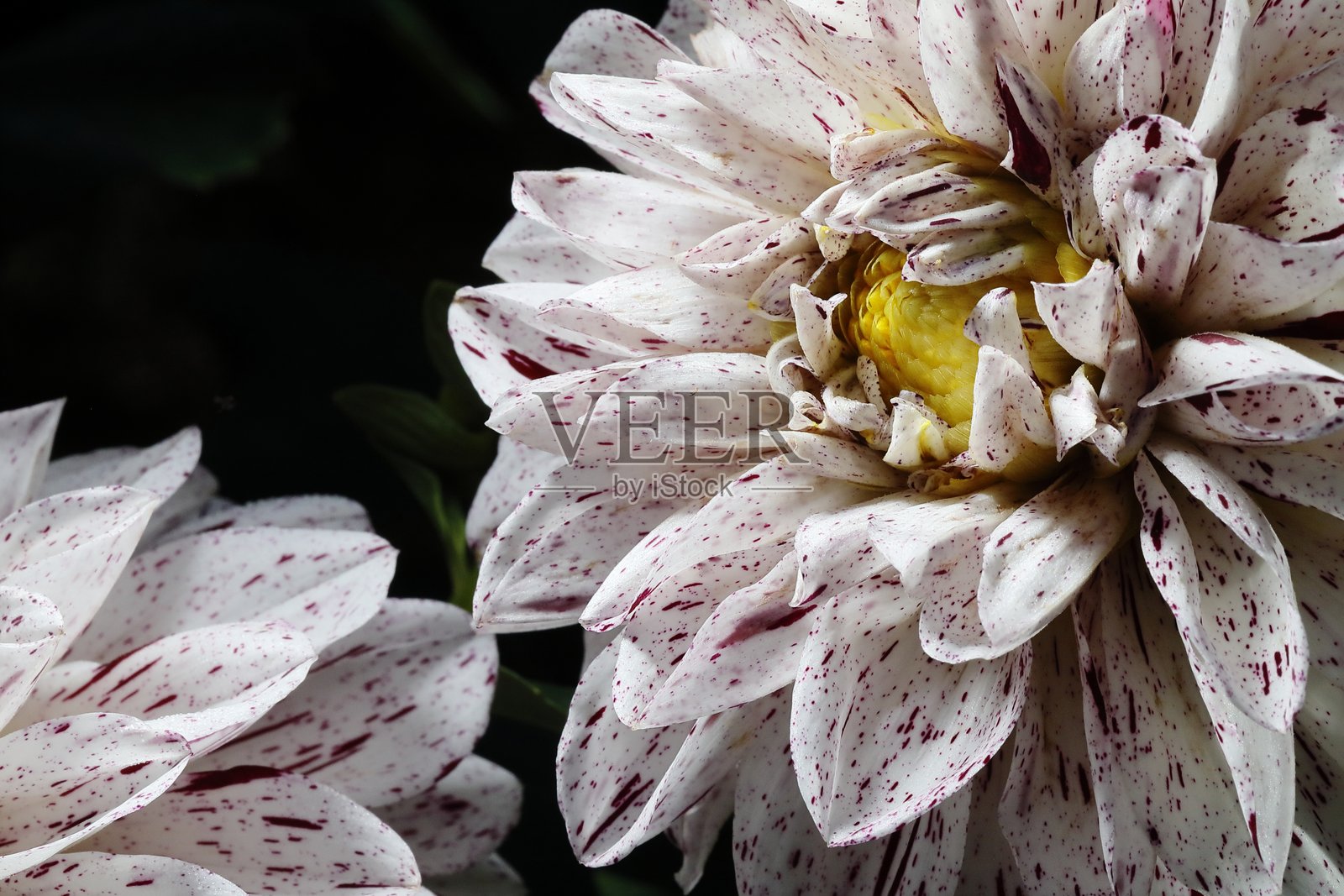 盛开的大丽花照片摄影图片
