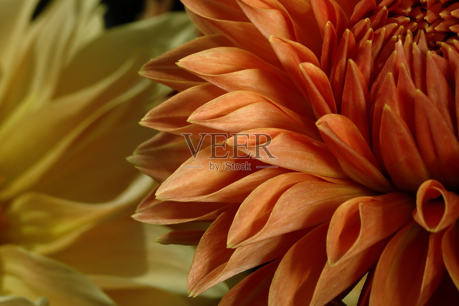 盛开的大丽花照片摄影图片